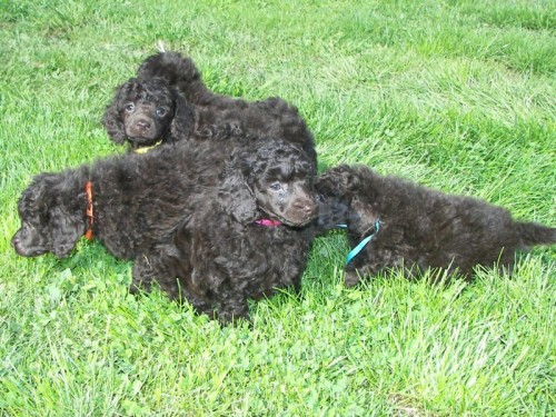 Pudl hn�d� trpasli�� s PP