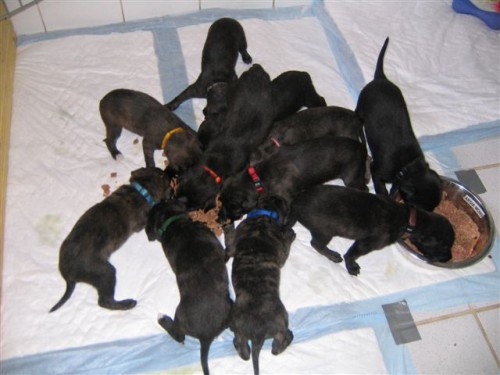 Whippet je super kamar�d, kter� V�s ur�it� nezklame. .