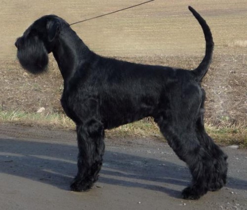 Kn�ra� velk� �ern�