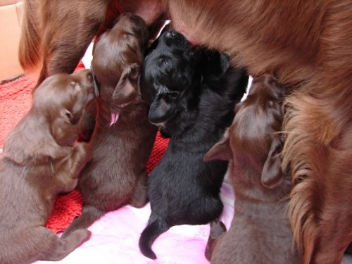 Hn�d� a �ern� �t���tka Flat coated retrievra