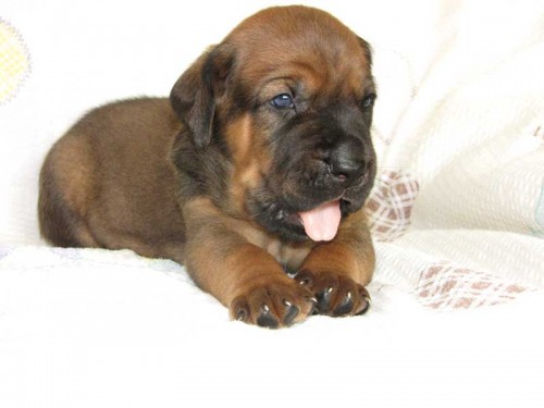 TOSA INU �t��ata