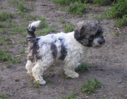 Bolonsk� ps�k s PP levn�