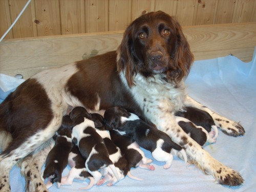 Mal� m�nsterlandsk� oha�-�t��ata