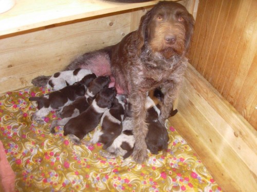 Prod�m �t��ata NOD s PP