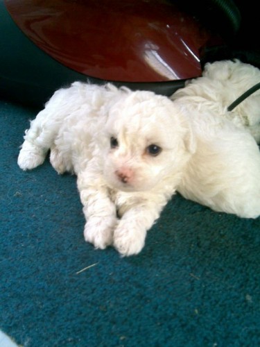 Prod�m �t��ata bi�onka