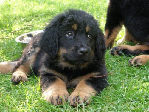 Hovawart - �t��ata s PP