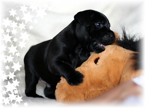 Staford��rsk� bulteri�r - pejsek s PP