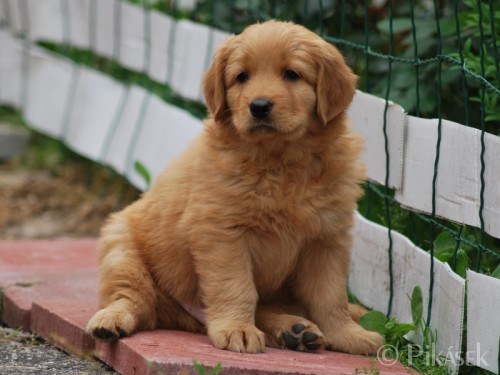 Hovawart, ps� kluci