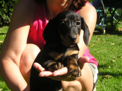 Jezev��k hladkosrst� trpasli��