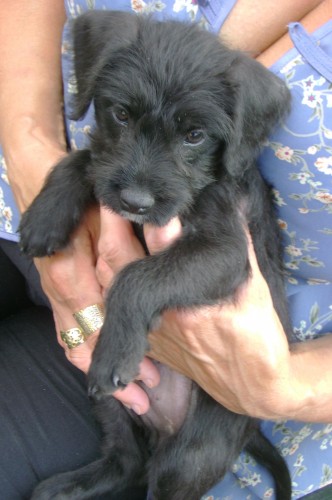 �t�n� �esk�ho fouska (k��enec)