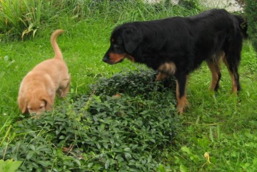 �t���tka - Hovawart s PP