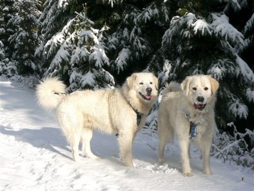 PROD�M �T��� SLOVENSK�HO �UVA�E