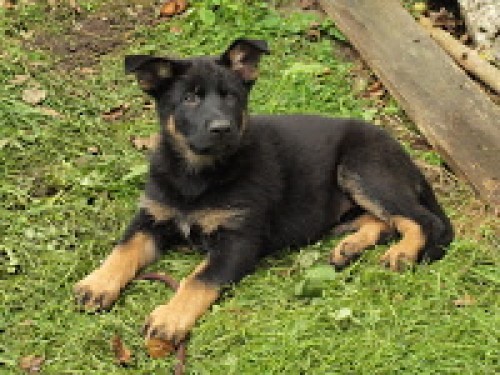 n�meck� ov��k - �t��ata