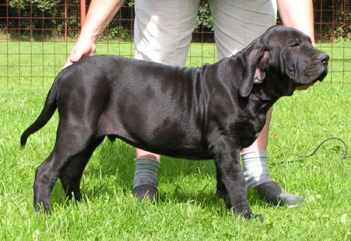 Ch. st. ze �akal�ho dvora