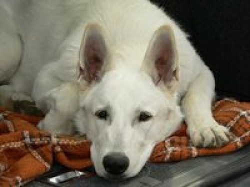 v�cvik ps� Teplice