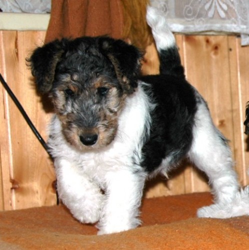 Prod�m �t�n� Drsnosrst�ho foxteri�ra