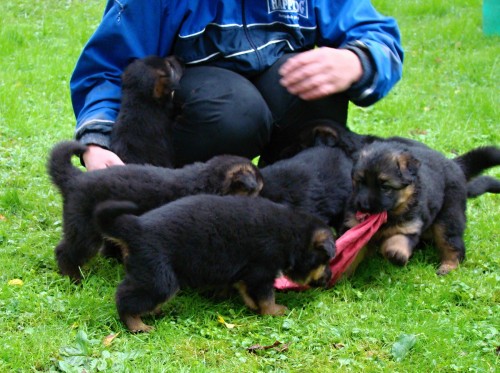 Kvalitn� �t��ata N�meck�ch ov��k�