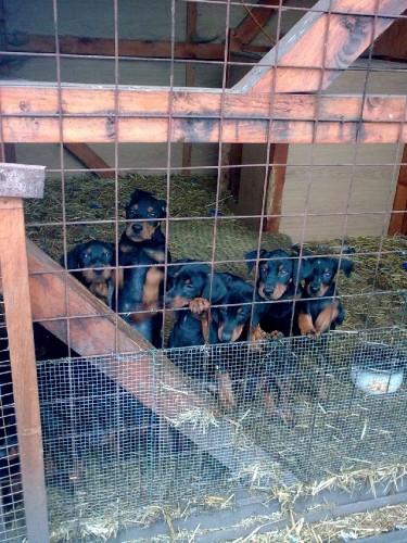 N�meck� pin� velk�