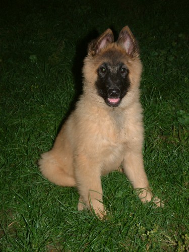 Belgick� ov��k Tervueren s PP