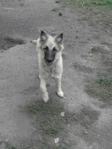 Gris fene�ka Tervuerena s PP