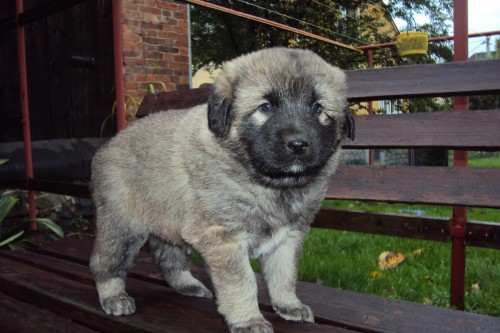 Hled�te hl�da�e a z�rove� plemeno mil� k d�tem? �ARPLANINSK� PASTEVECK� PES