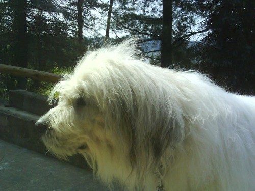 Nab�z�me Jihorusk�ho ov��ka ke kryt�