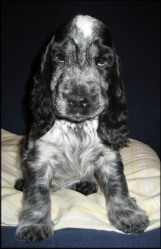 Anglick� kokr�pan�l - zad�me �t��ata s PP