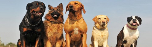 PS� PSYCHOLOGICK� CENTRUM - Pelh�imov