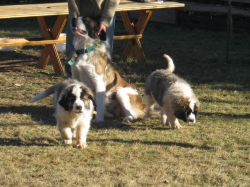 Moskevsk� str�n� pes - prod�m �t��ata - CHS Vala�sk� r�j