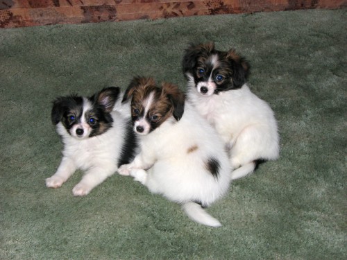 Papillono - �t���tka