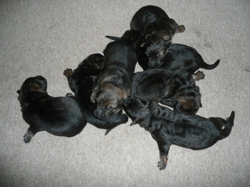 Prod�m �t��ata NO s PP