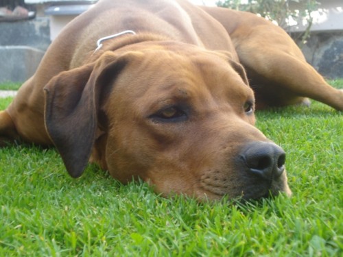 Rhod�sk� ridgeback- kryt�