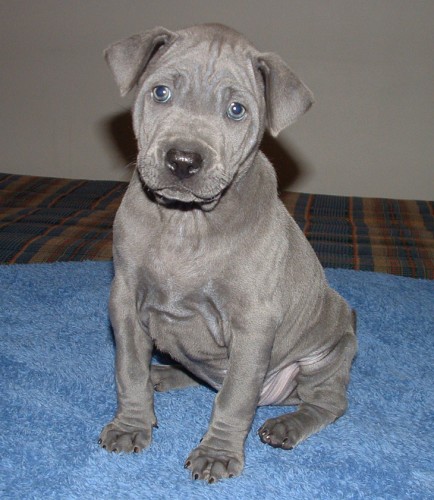 Thajsk� ridgeback- posledn� modr� pejsek s PP