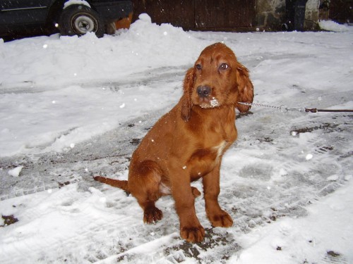 Irsk� setr-�t��ata