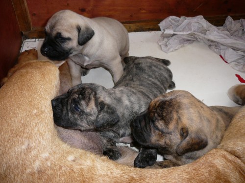 Dogo canario - prod�m �t��ata