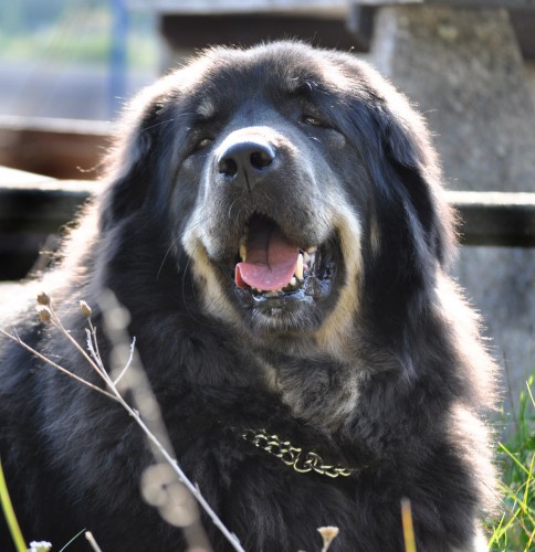 Tibetsk� doga - �t��ata