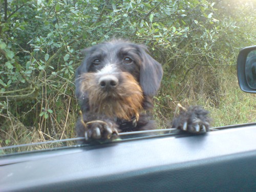 hleda se fenka k��. kn�ra�e, Prost�jovsko