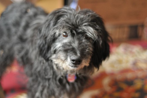 k��enec - okres Mlad� Boleslav