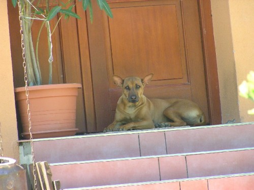 Ztratila se fenka Thajce