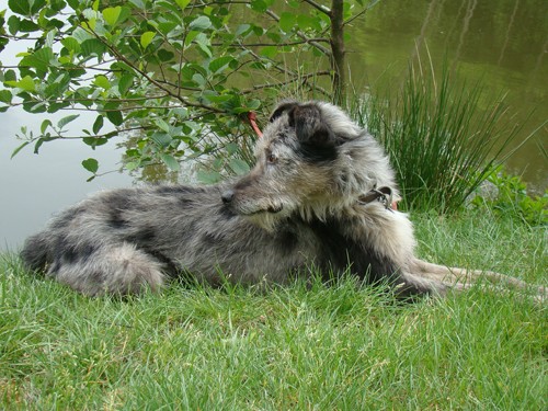 ztrac. k��. vlkodava , okres Mlad� Boleslav