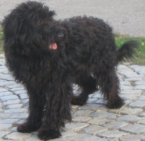 �ern� k��enec pudla okres Jihlava