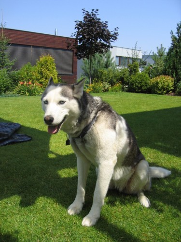 Ztratila se sibi�sk� husky