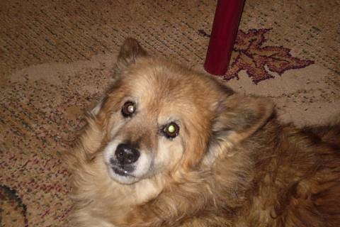 Ztratil se pes - Ostrava Kr�sn� Pole - V�esina