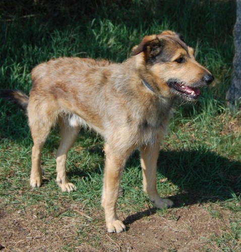 Ztratil se k��enec 