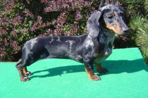 Hled� se jezev��k