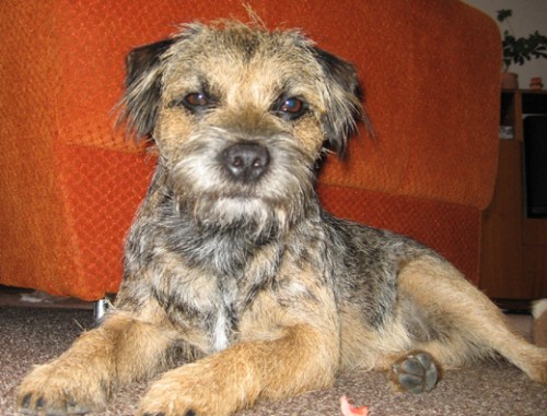 ztr�ta border teri�r Jemnice, o. T�eb��