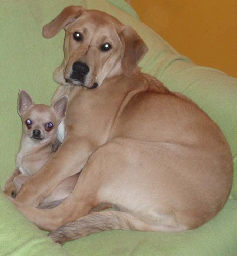 k��enka labradora a fily - o. Cheb