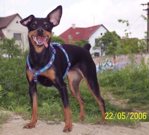 Ztratil se pin� v Ostrav�