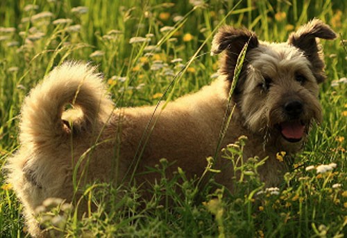 Ztr�ta t�m�� hluchoslep� k��enec- Senohraby, o. Bene�ov