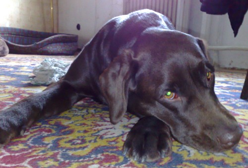 Ztr�ta labradorka - Most